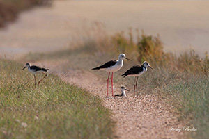 echasses blanches en famille dans le marais vendéen